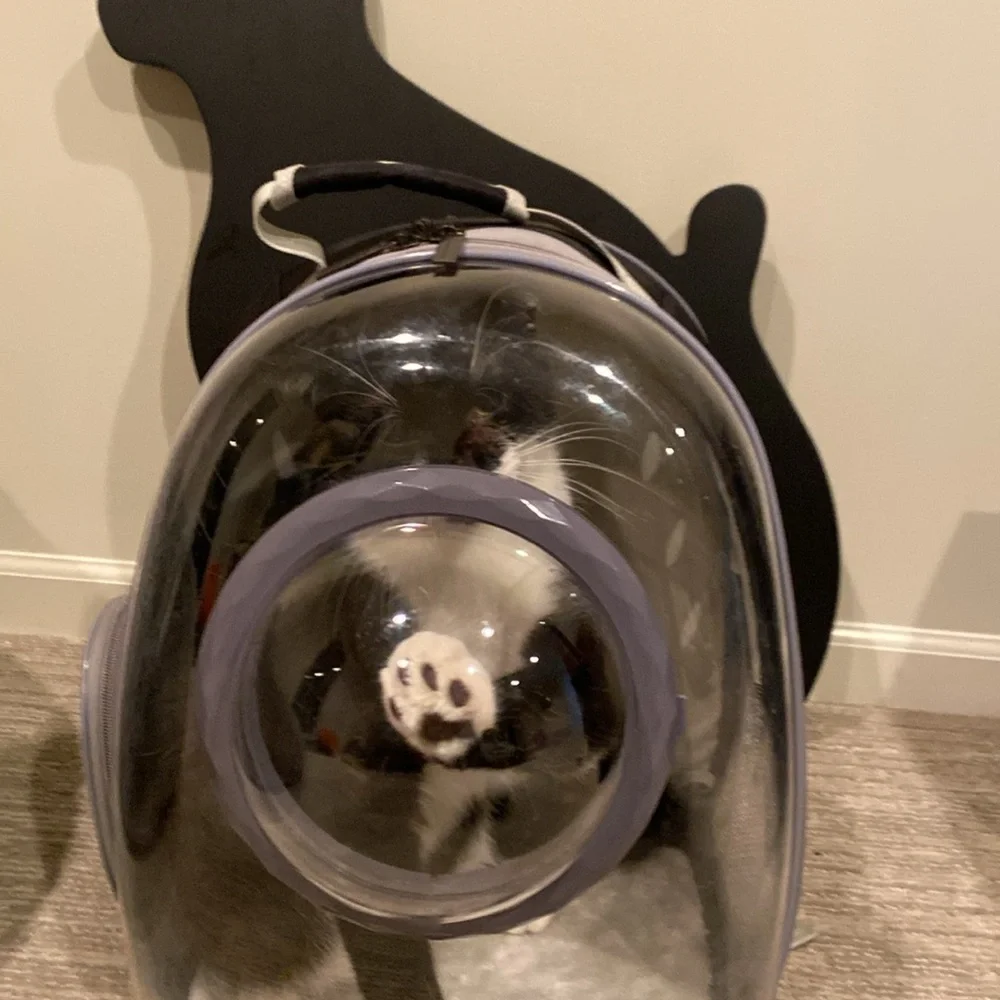 Cat bubble backpack
